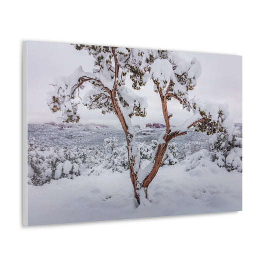 Famous Tree View of Cathedral Rock - Canvas Wrapped